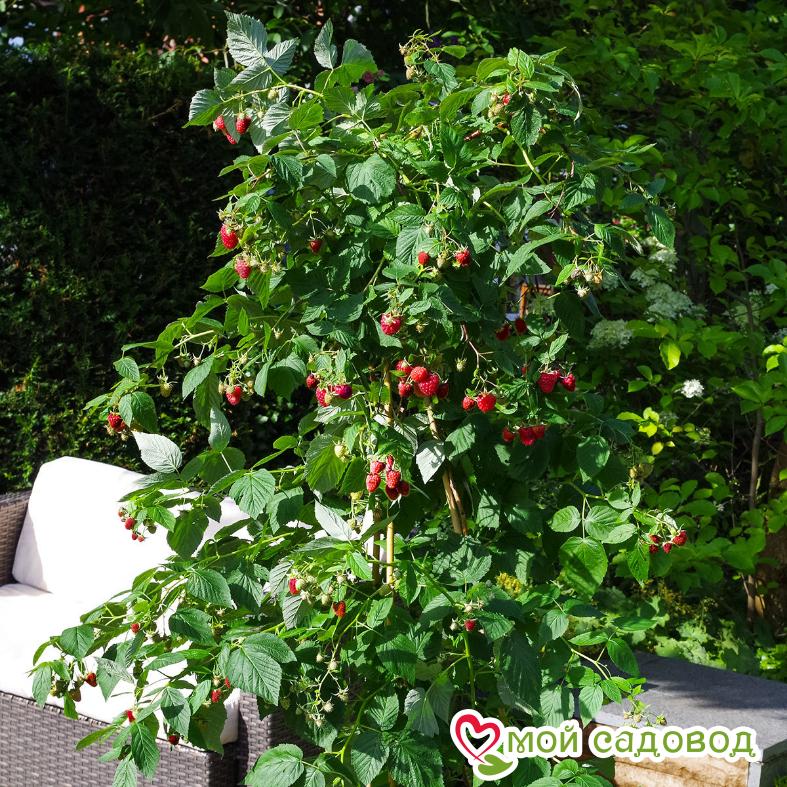 Малиновое дерево Крепыш