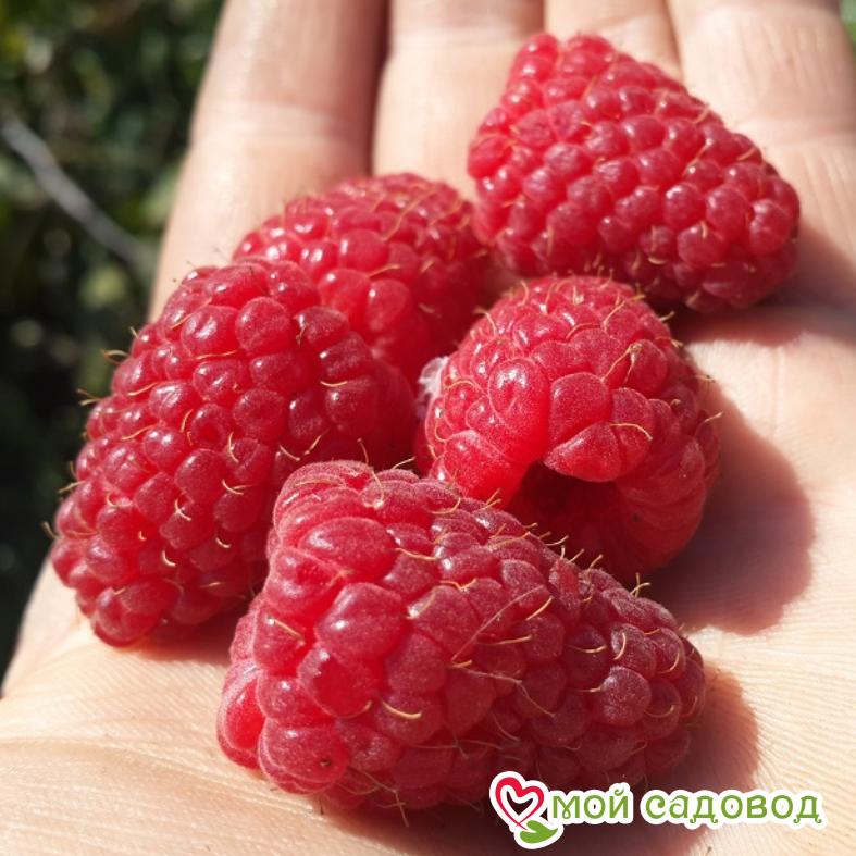 Малина Великая Германия