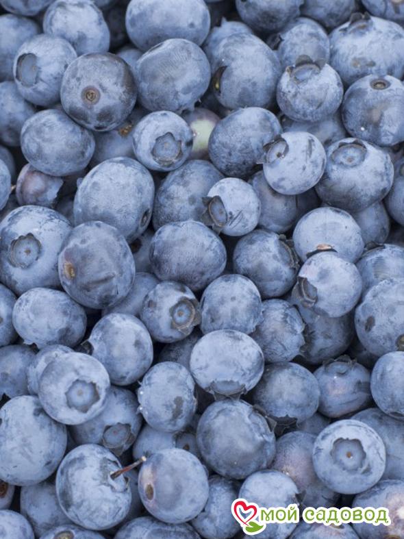 Голубика Дюк