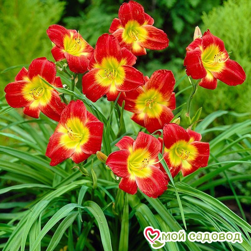 Лилейник Кристмас Из