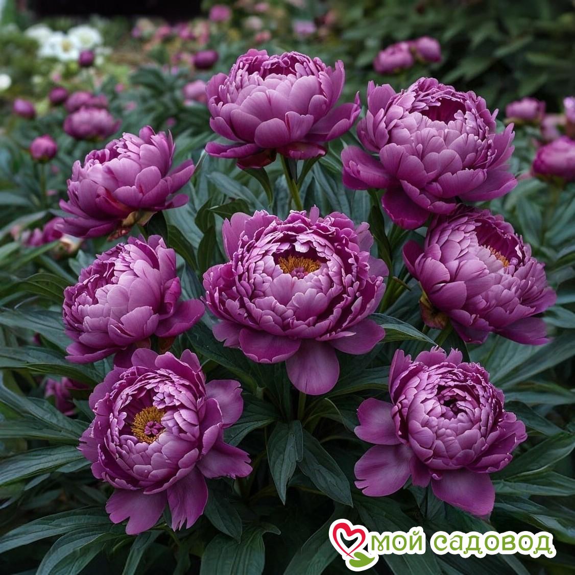 Пион травянистый В.Ф.Тёрнер